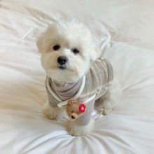 Pure White Maltese Ready For New Home