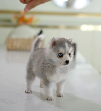 Stunning litter of 8 Pomsky puppies.