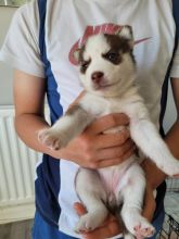 Stunning litter of Siberian Husky puppies