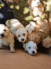 Stunning miniature poodles available now