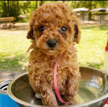 Toy Poodle puppies for good re homing to interested homes.
