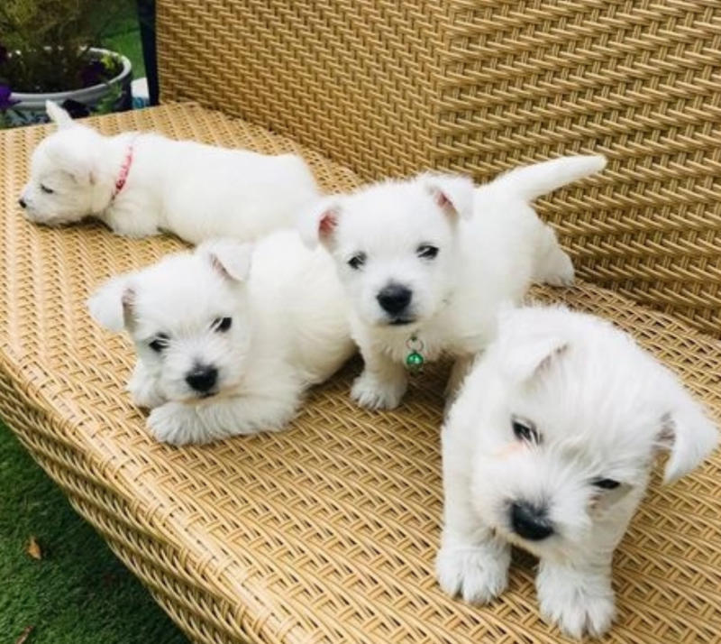 4 Westie pups for sale Image eClassifieds4u