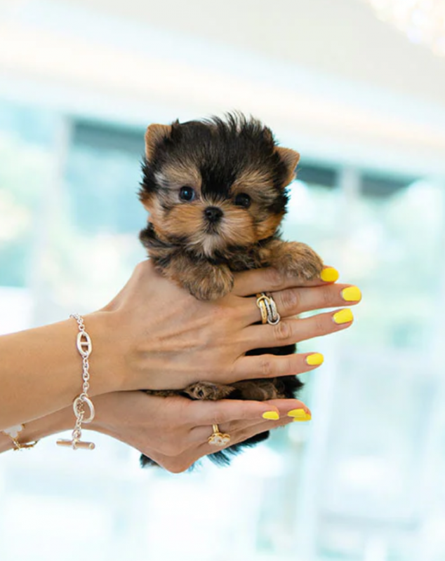 Awesome teacup Yorkie puppies available Image eClassifieds4u