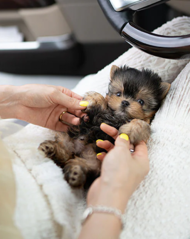 Awesome teacup Yorkie puppies available Image eClassifieds4u