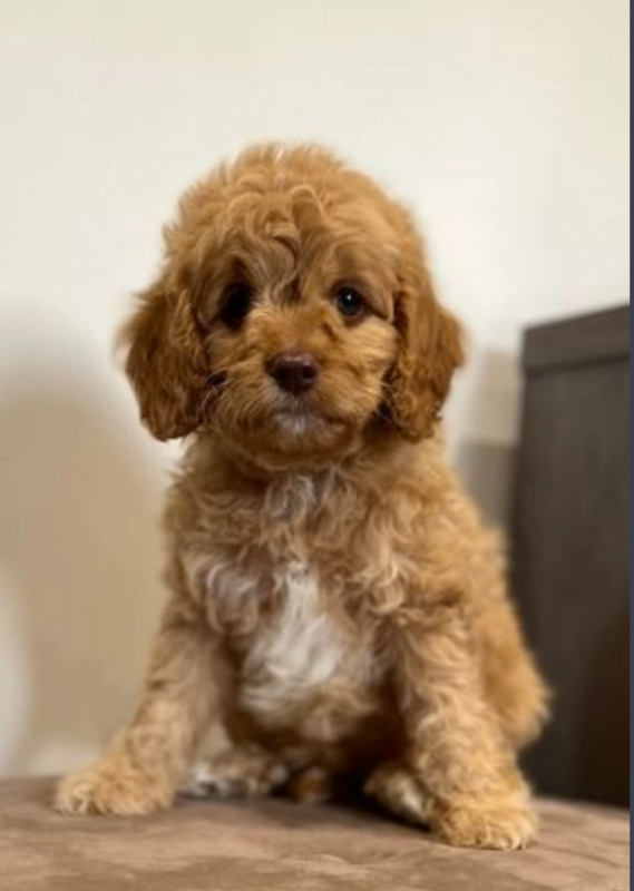 Beautiful Cavapoo Puppies Image eClassifieds4u