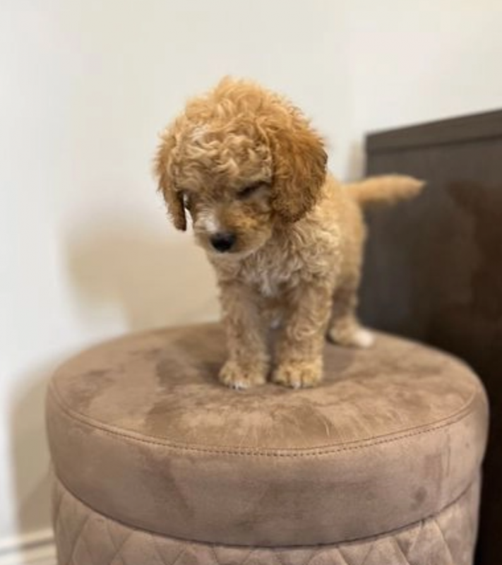 Beautiful Cavapoo Puppies Image eClassifieds4u