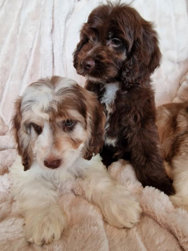 Beautiful F1b C0CKAPOO Puppies Image eClassifieds4u