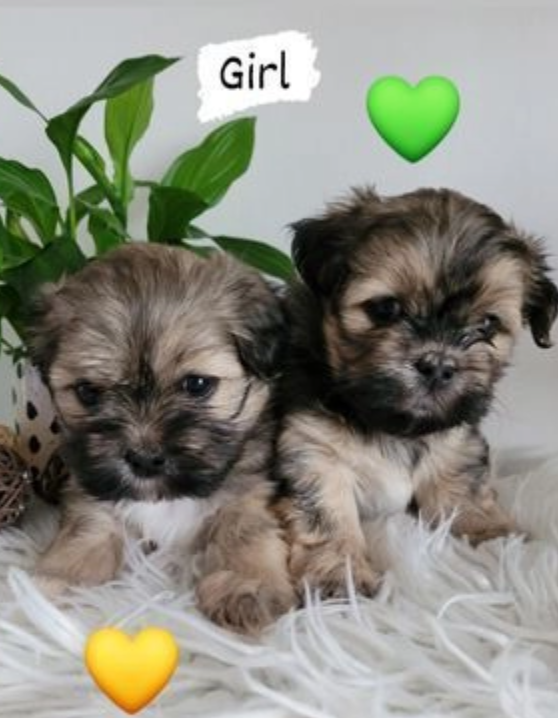 Beautiful Lhasa Apsos Image eClassifieds4u