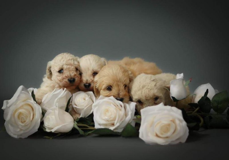 Beautiful Maltipoos puppies ready now ! Image eClassifieds4u