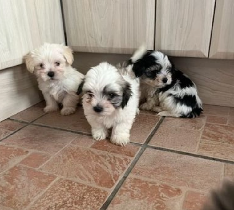 Beautiful Morkie puppies for sale Image eClassifieds4u