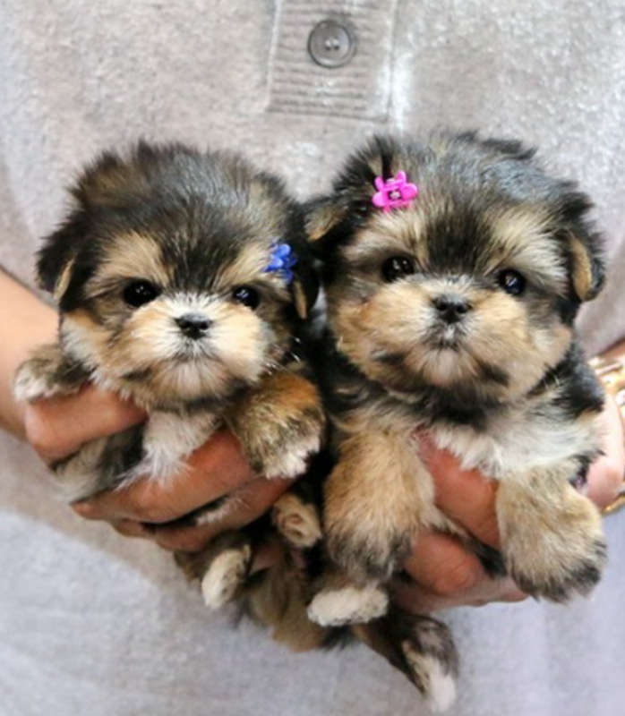 Beautiful Morkie puppies for sale Image eClassifieds4u