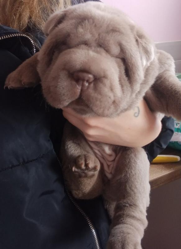 BEAUTIFUL SHAR PEI PUPPIES ready now..!! Image eClassifieds4u