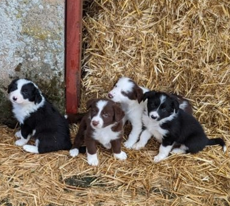 border collie pups available Image eClassifieds4u
