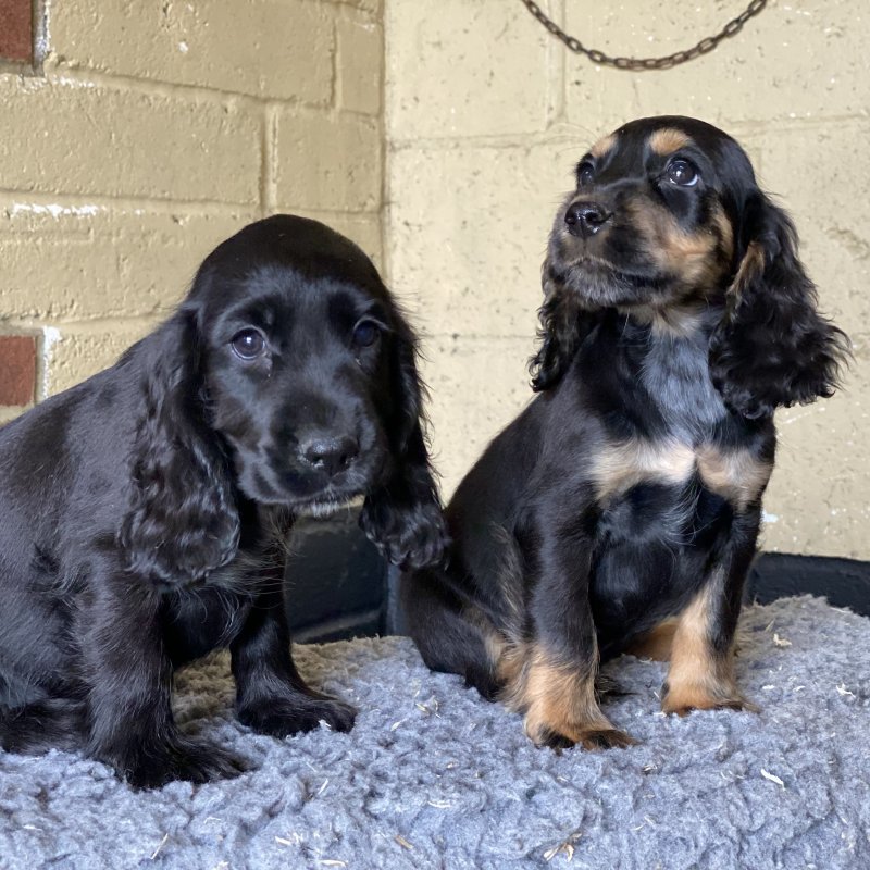 C0CKER SPANIEL puppies for ADOPTION !! Image eClassifieds4u