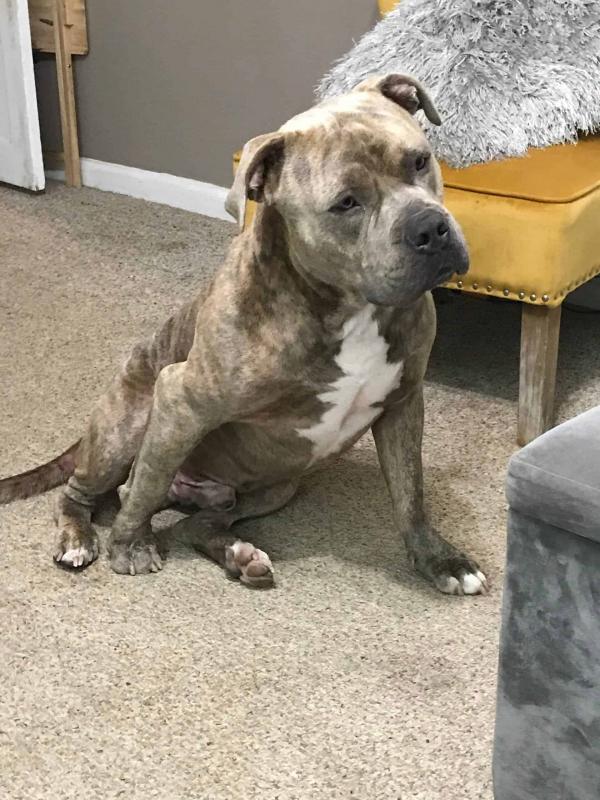 CKC Pitbull puppies available Image eClassifieds4u