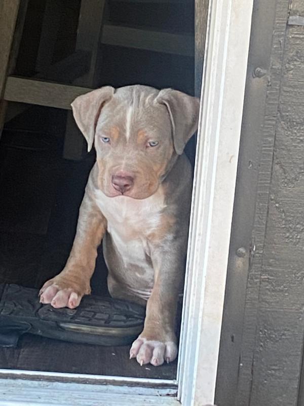 CKC Pitbull puppies available Image eClassifieds4u