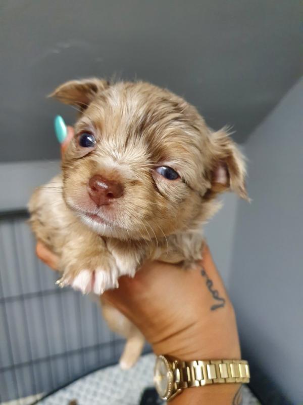 Cute Absolutely stunning Chihuahua puppies Image eClassifieds4u