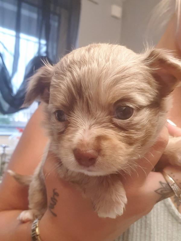 Cute Absolutely stunning Chihuahua puppies Image eClassifieds4u