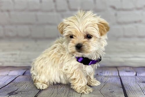 Cute YORKIEPOO puppies ready for loving homes. Image eClassifieds4u