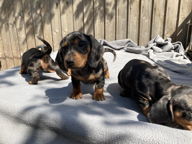 Dapple Miniature Dachshund Smooth Haired Image eClassifieds4u