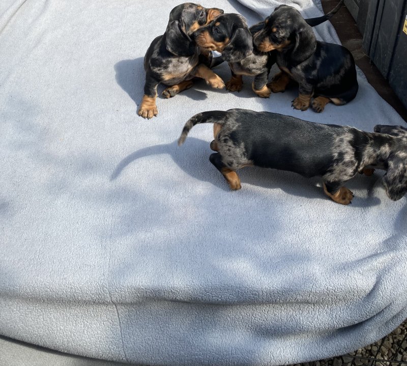 Dapple Miniature Dachshund Smooth Haired Image eClassifieds4u
