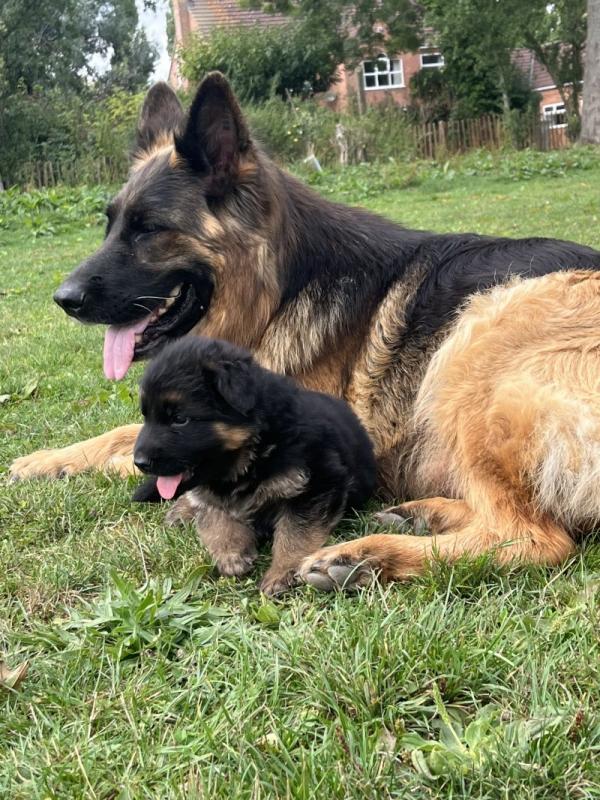 German shepherd puppies ready now !! Image eClassifieds4u