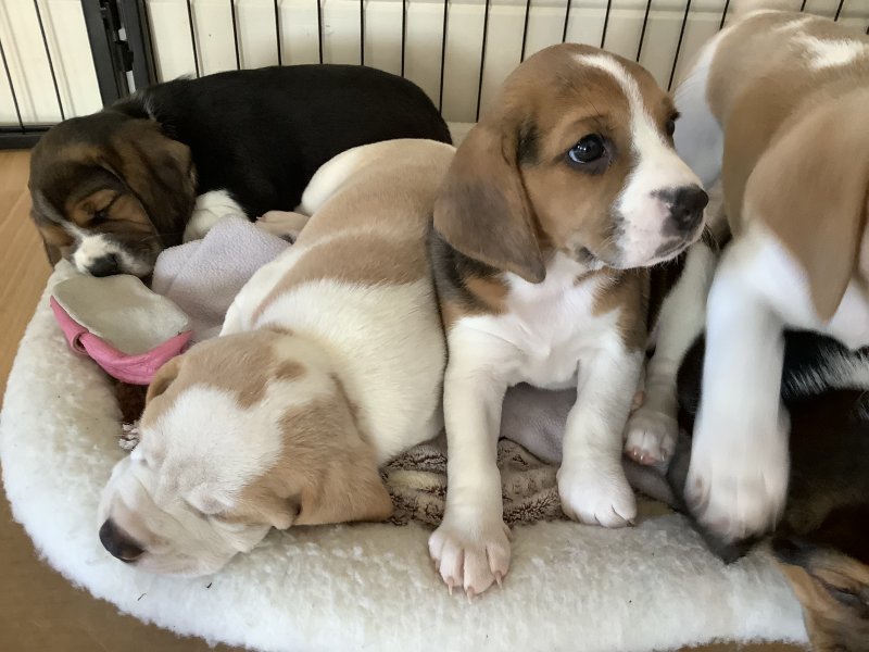 Gorgeous beagle puppies looking for their forever homes Image eClassifieds4u