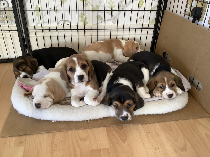 Gorgeous beagle puppies looking for their forever homes Image eClassifieds4u