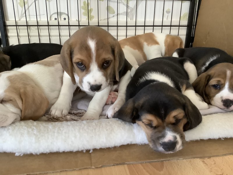 Gorgeous beagle puppies looking for their forever homes Image eClassifieds4u