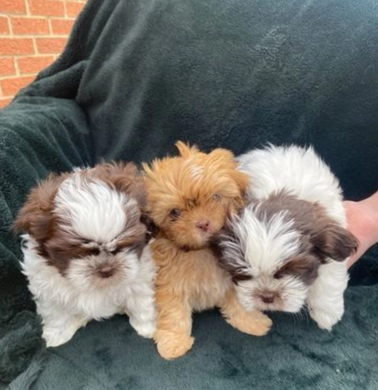 Gorgeous Shih tzu puppies for sale! Image eClassifieds4u