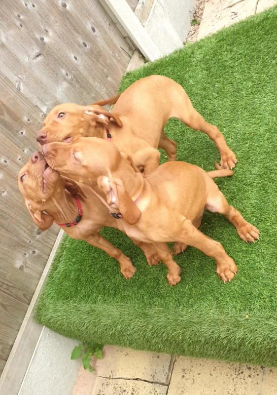 Hungarian Vizsla puppies (DNA health screened) Image eClassifieds4u