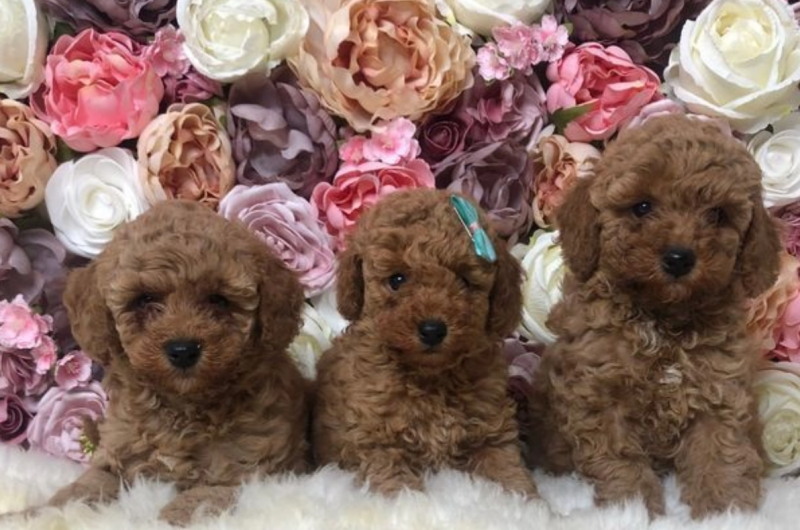 kc reg toy poodle Extremely heath tested Image eClassifieds4u