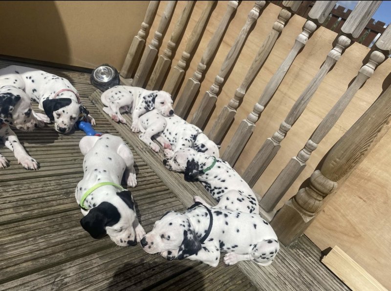 KC Registration Certificated Dalmatian Puppies Image eClassifieds4u