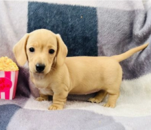 Miniature Dachshund puppies for sale Image eClassifieds4u 3