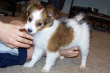 Adorable Papillon puppies ready for loving homes.. Image eClassifieds4u 2
