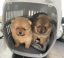 Adorable Pomeranian Puppies Image eClassifieds4u 2