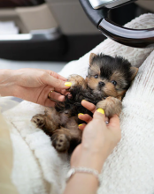 Awesome teacup Yorkie puppies available Image eClassifieds4u 2