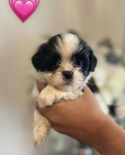 Beautiful Lhasa Apsos Image eClassifieds4u 2