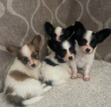 Beautiful papillon puppies for sale Image eClassifieds4u 4