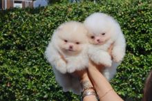 Beautiful Pomeranian puppies Image eClassifieds4u 2
