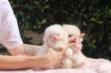 Beautiful Pomeranian puppies Image eClassifieds4u 3