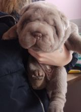 BEAUTIFUL SHAR PEI PUPPIES ready now..!! Image eClassifieds4u 2