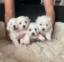 Bichon frise puppies available Image eClassifieds4u 2