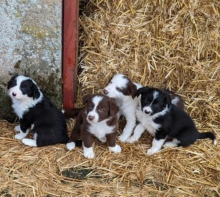 border collie pups available Image eClassifieds4u 1