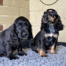 C0CKER SPANIEL puppies for ADOPTION !! Image eClassifieds4u 4