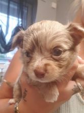 Cute Absolutely stunning Chihuahua puppies Image eClassifieds4u 2