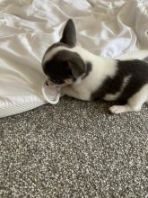 CUTE CHINUAHUA PUPPIES Image eClassifieds4u 2