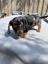 Dapple Miniature Dachshund Smooth Haired Image eClassifieds4u 4