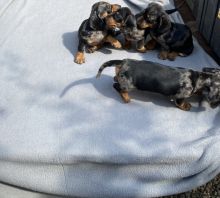Dapple Miniature Dachshund Smooth Haired Image eClassifieds4u 1
