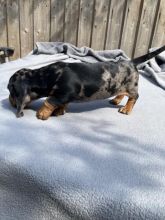 Dapple Miniature Dachshund Smooth Haired Image eClassifieds4u 3